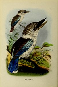 A monograph of the Alcedinidae : or, family of kingfishers / photo