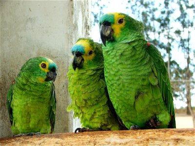 Blue-fronted Amazon, also called the Turquoise-fronted Amazon and Blue-fronted Parrot.
