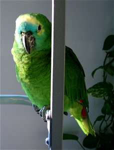 Blue-fronted Amazon, a pet parrot perching on a stand. photo