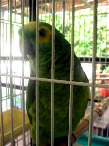 A pet Blue-fronted Amazon in a cage. Probably a juvenile.