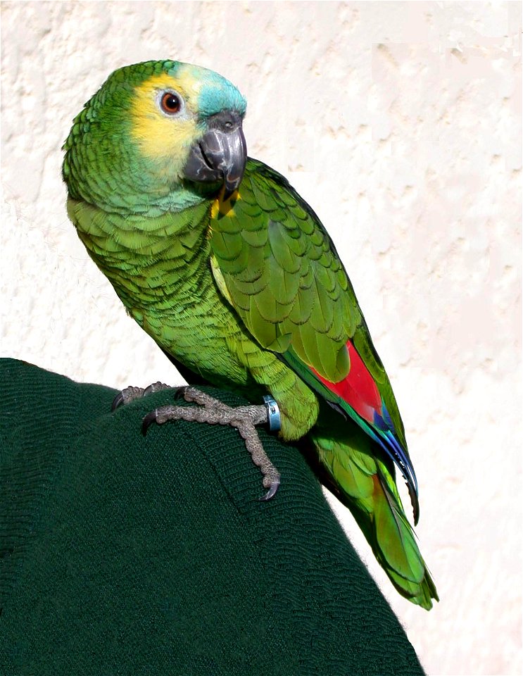 Amazona aestiva xanthopteryx