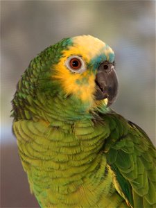 My pet companion bird, an Amazon Blue Front Parrot, posing for his portrait. photo