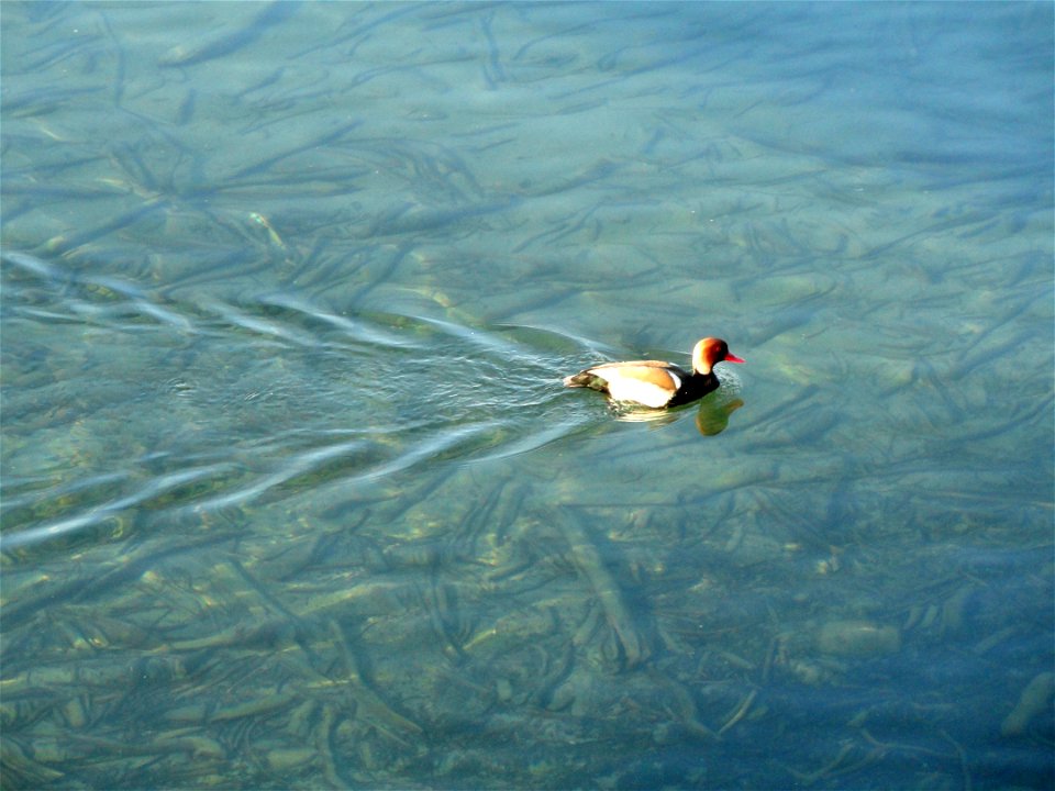 Bodensee at Bad Schachen, Lindau, Germany.