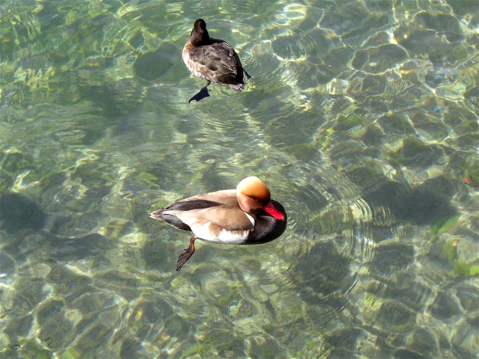Red-crested Pochard Netta rufina in the town of Thun, Switzerland