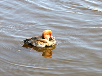 Red-crested pochard drake in Boudigau river in Capbreton (Landes, France)