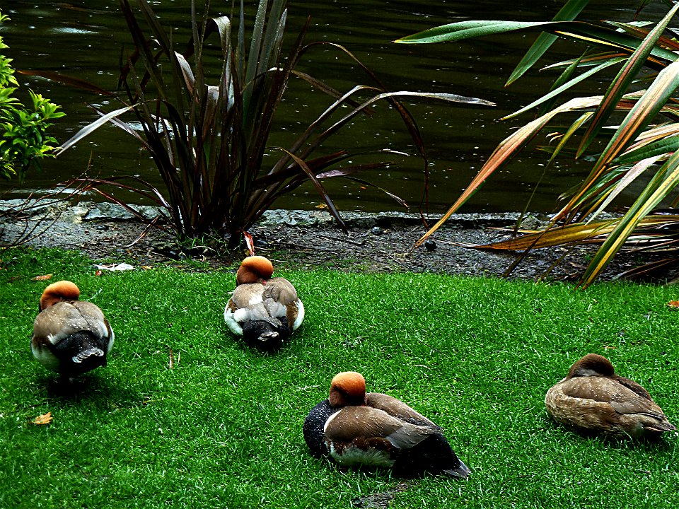 Ducks