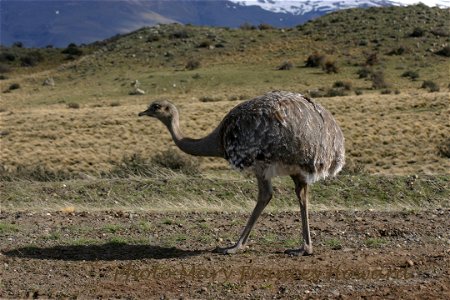 Subject: Pterocnemia pennata (syn. Rhea pennata);
Photographer: Mary Frances Howard;
Location: Chile;

Date: September 2005