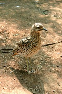 Burhinus capensis - Spotted dikkop, Krugersdorp Game Reserve, Gauteng