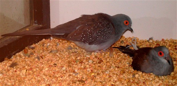 Diamond Dove (Geopelia cuneata) photo