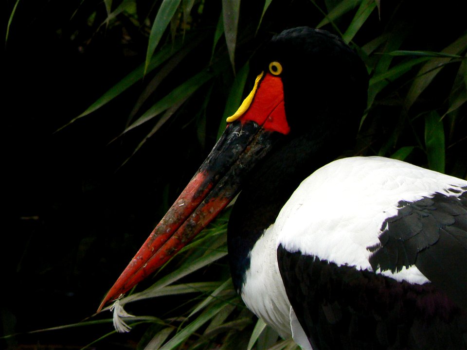 Saddlebilded storch Ephippiorhynchus senegalensis at the zoo of hamburg, germany