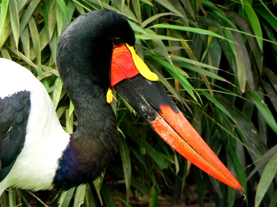 Saddlebilded storch at the zoo of hamburg, germany