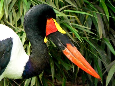 Saddlebilded storch at the zoo of hamburg, germany photo