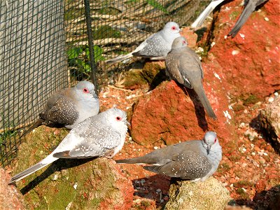 Diamond Dove(Geopelia cuneata) at Marlo Birdpark (Germany) photo