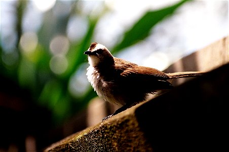Yellow vented Bulbul, photograph taken by myself in Bali.