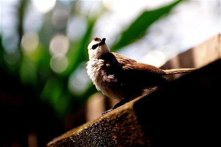 Yellow vented Bulbul, photograph taken by myself in Bali.