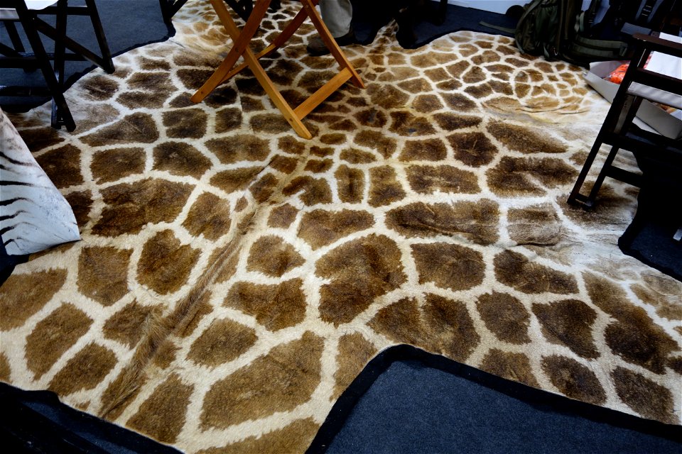 Jagd & Hund 2018, Dortmund Westfalenhallen.
Giraffenfell. Gesehen bei Jaquandi Safaris,  Republik Südafrika.
