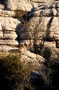 A wild goat in El Torcal in Antequera, Spain