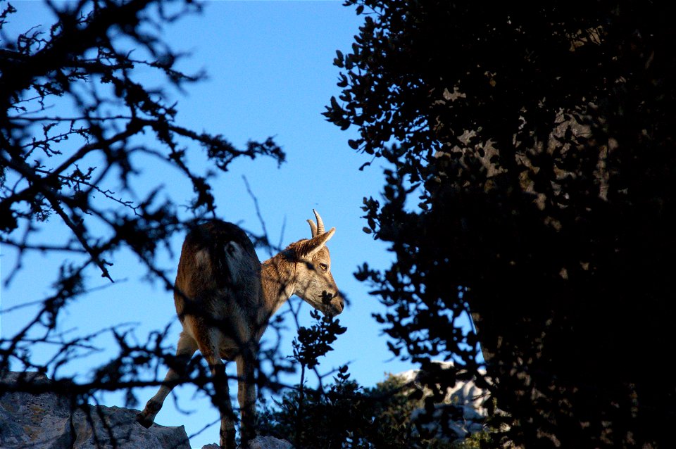 A wild goat in El Torcal in Antequera, Spain