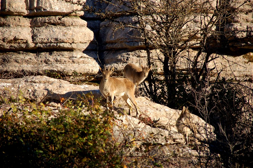 A wild goat in El Torcal in Antequera, Spain