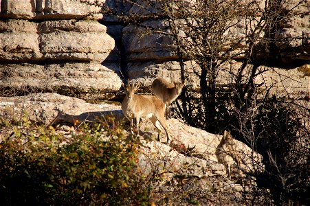 A wild goat in El Torcal in Antequera, Spain