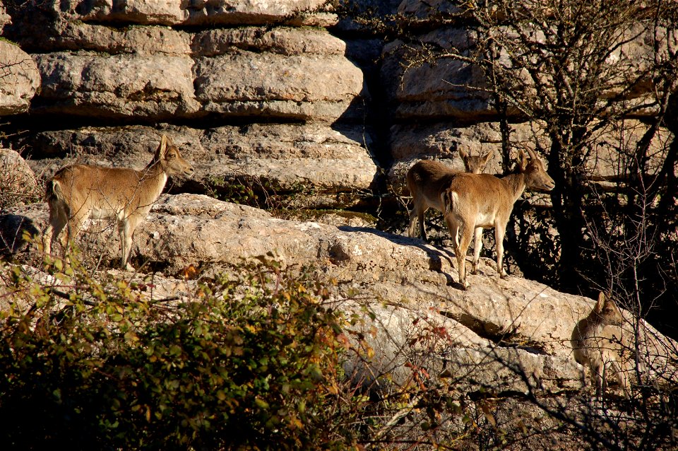 A wild goat in El Torcal in Antequera, Spain