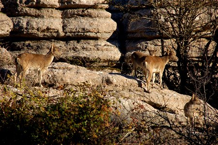 A wild goat in El Torcal in Antequera, Spain photo