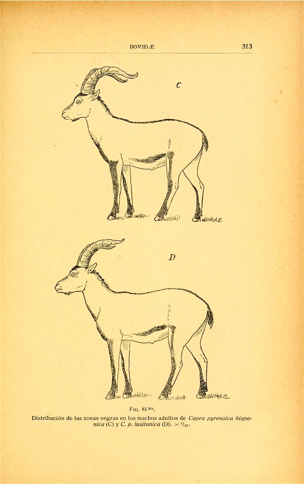 Capra pyrenaica hispanica e Capra pyrenaica lusitanica, ilustración do libro Fauna ibérica; mamíferos".