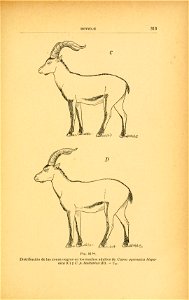 Capra pyrenaica hispanica e Capra pyrenaica lusitanica, ilustración do libro Fauna ibérica; mamíferos". photo