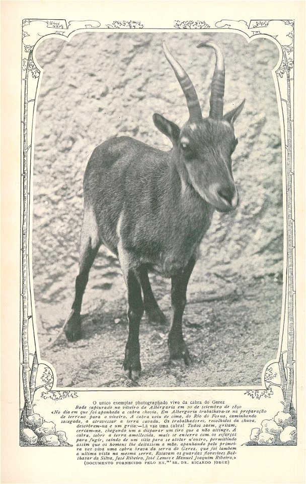 Foto da última Capra pyrenaica lusitanica en Albergaría, Portugal.