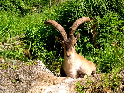 Macho de cabra montés de la Sierra de Alcaraz (Albacete, España).
