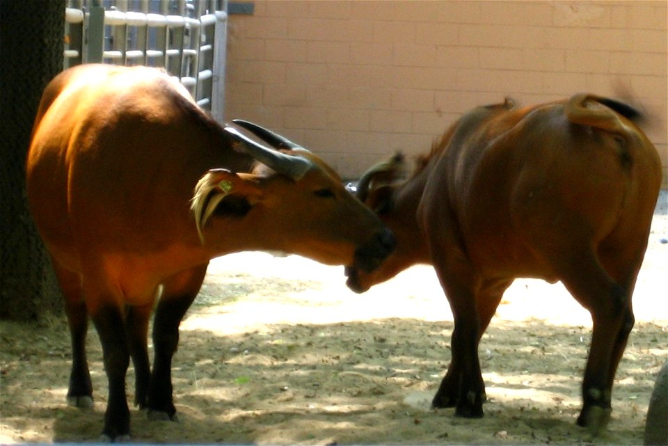 Syncerys caffer nanus at Barcelona Zoo