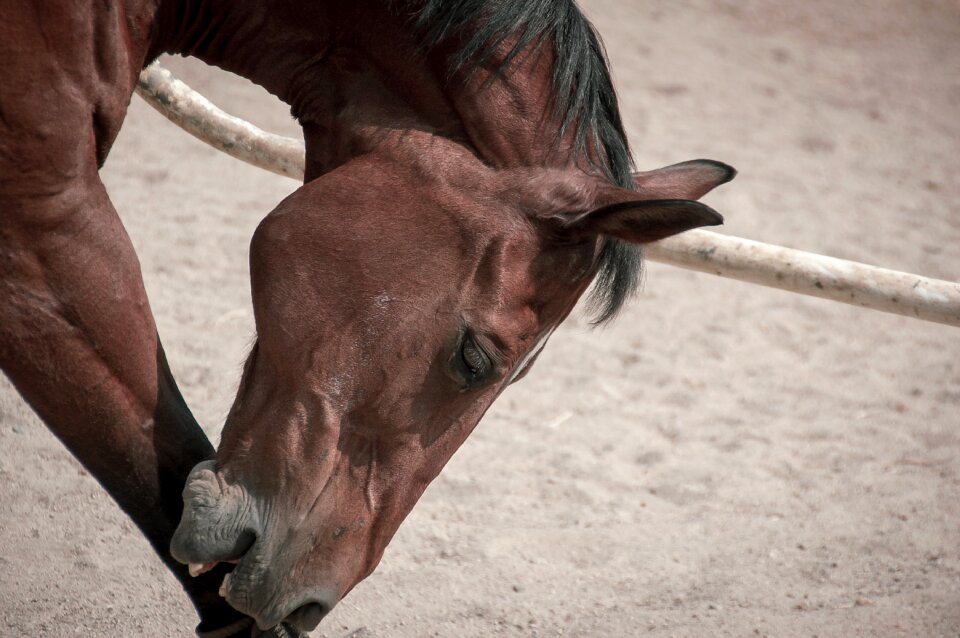 Nature equestrian wild