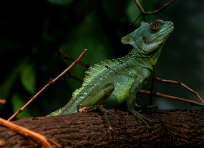 Plumed basilisk (Basiliscus plumifrons) at the Buffalo Zoo