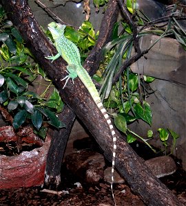 Plumed basilisk, Basiliscus plumifrons in ZOO Dvůr Králové, Czech Republic
