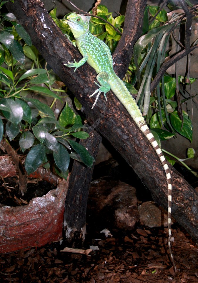 Plumed basilisk, Basiliscus plumifrons in ZOO Dvůr Králové, Czech Republic