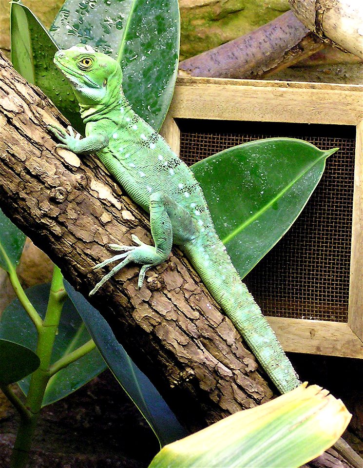 Plumed basilisk Basiliscus plumifrons at Bristol Zoo, Bristol, England.

Photographed by Adrian Pingstone in January 2005 and released to the public domain.