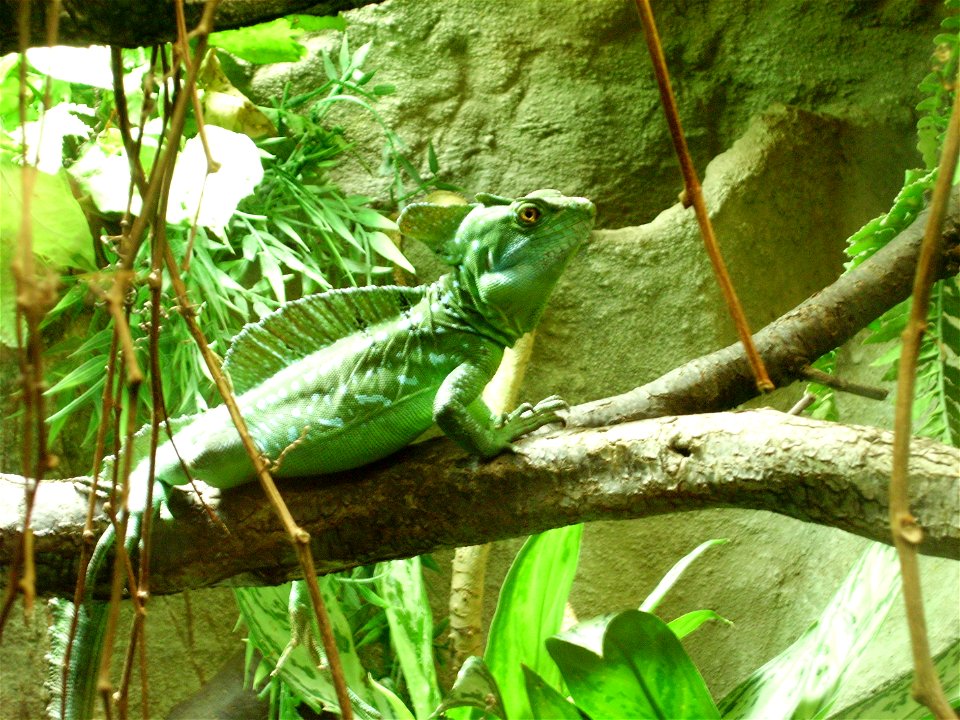 ZOO Brno; Bazilišek zelený (Basiliscus plumifrons)