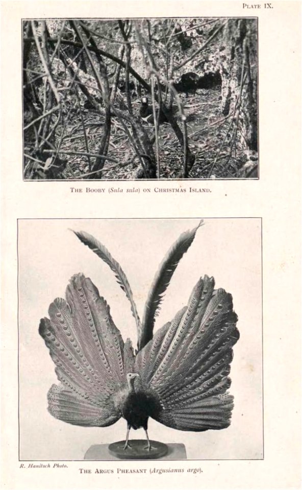 Guide to the zoological collections of the Raffles Museum, Singapore.