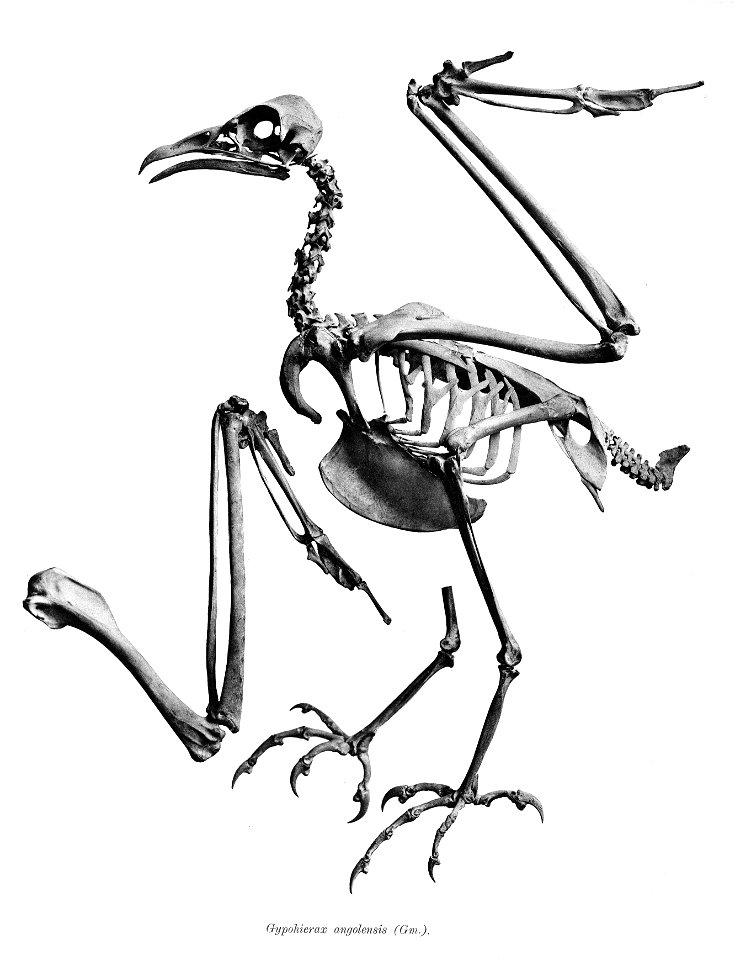 Gypohierax angolensis