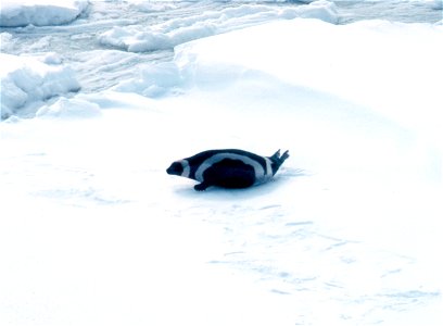 male ribbon seal (Phoca fasciata), Bering Sea