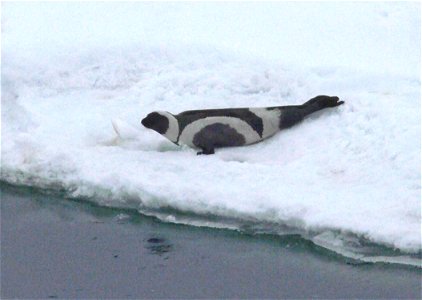 Image title: Ribbon seal phoca fasciata
Image from Public domain images website, http://www.public-domain-image.com/full-image/fauna-animals-public-domain-images-pictures/seals-and-sea-lions-public-do