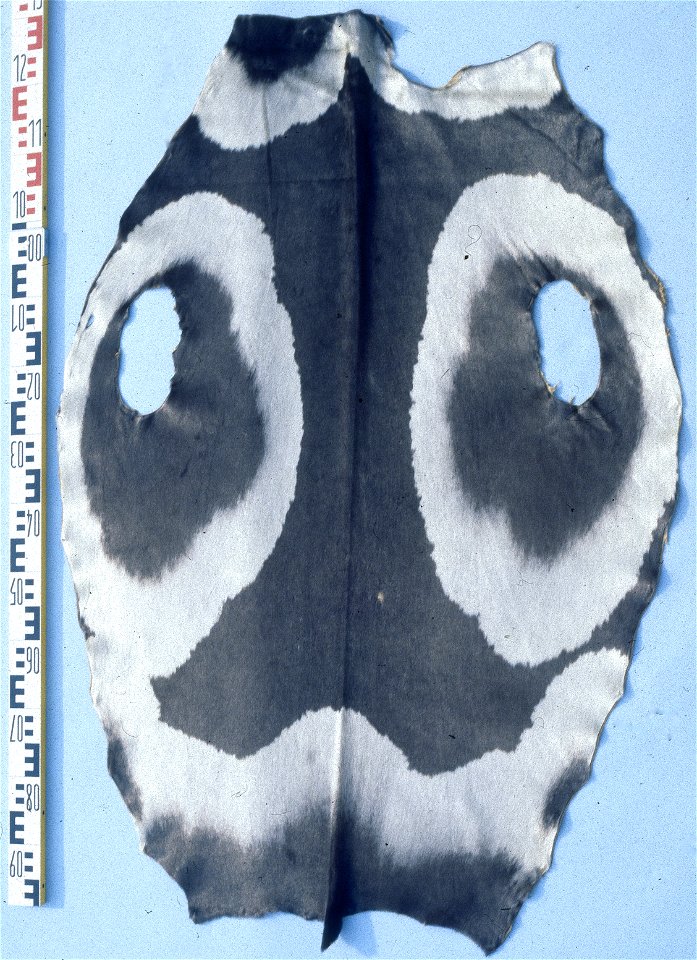 Ribbon seal fur fur skin  (Histriophoca fasciata). Fur skin collection, Bundes-Pelzfachschule, Frankfurt/Main, Germany.