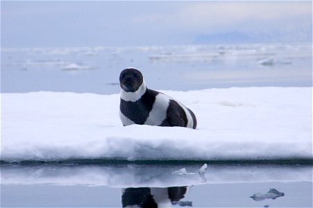 Rare adult male ribbon seal. Russia, Ozernoy Gulf.