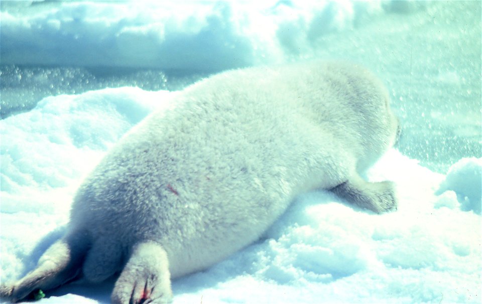 Ribbon seal pup on the ice [1]