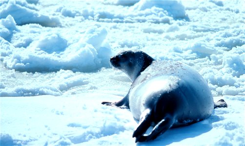 Ribbon Seal (Histriophoca fasciata). Alaska, Bering Sea.