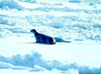 Ribbon Seal (Histriophoca fasciata). Alaska, Bering Sea.