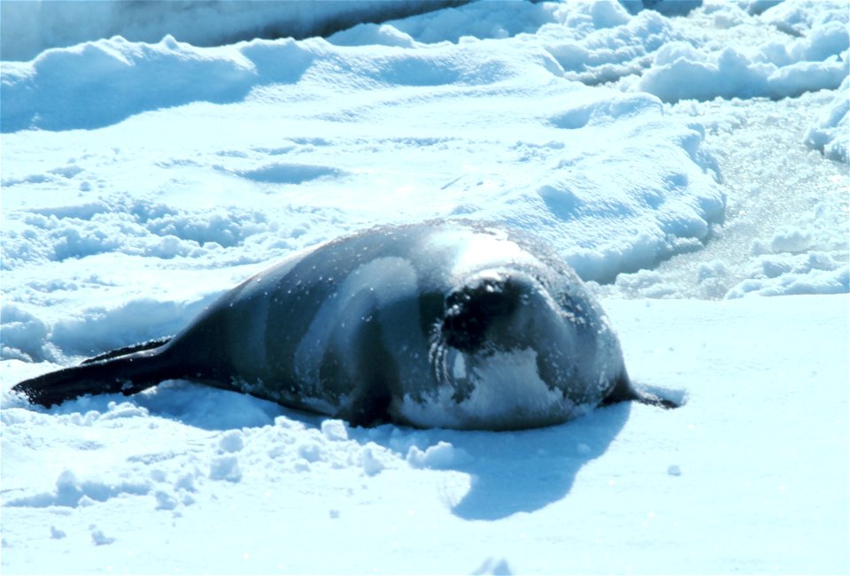 Ribbon Seal (Histriophoca fasciata). Alaska, Bering Sea.