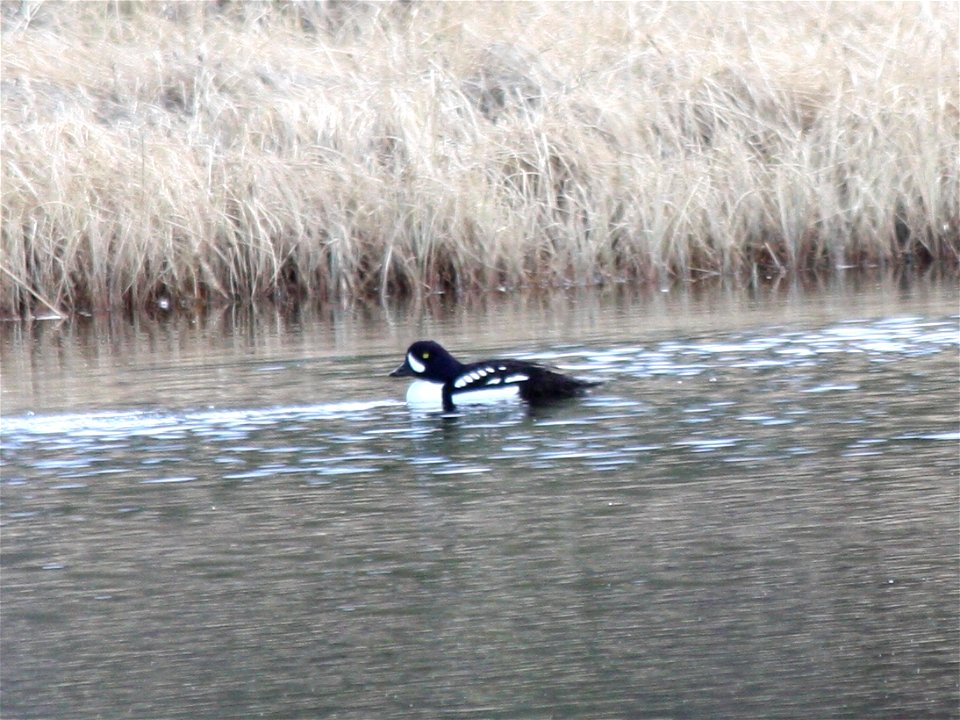 Barrow's Golden Eye