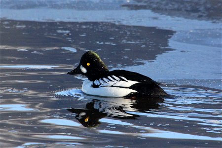 A Barrow's Goldeneye swims in the icy water of Flat Creek on the National Elk Refuge.

Credit: USFWS / Ann Hough, National Elk Refuge volunteer