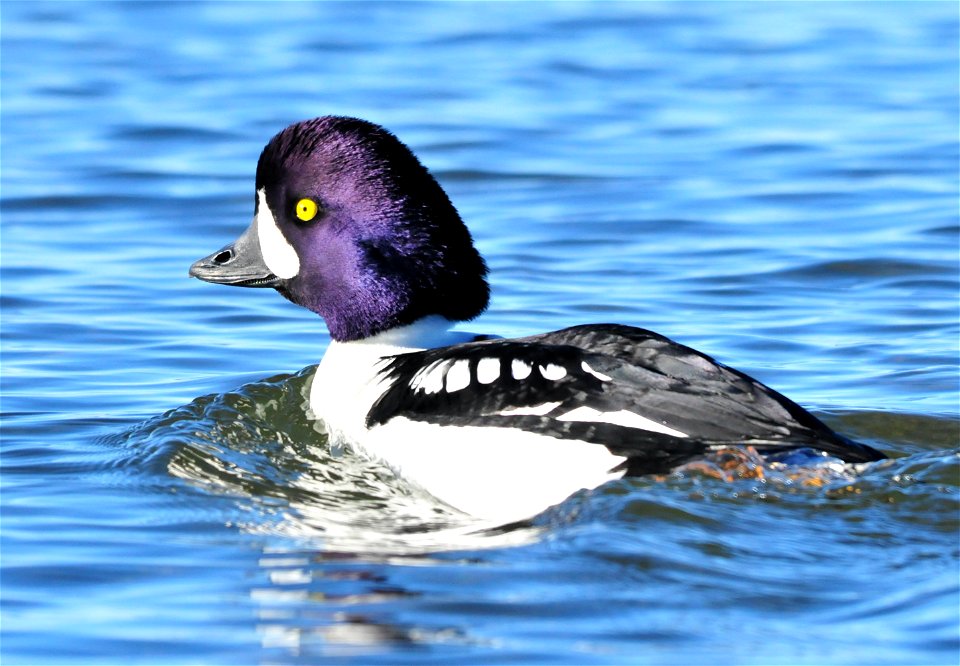 On Seedskadee NWR, common goldeneyes are abundant during the winter months on open portions of the Green River.  Mixed in with the common goldeneyes, are a few Barrow's goldeneye.  They can be difficu